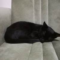 Tekir Kedi, Kedi  Dark fotoğrafı