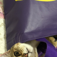 Tekir Kedi, Kedi  Arya fotoğrafı