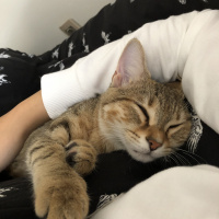 Tekir Kedi, Kedi  Arya fotoğrafı