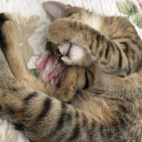 Tekir Kedi, Kedi  Arya fotoğrafı