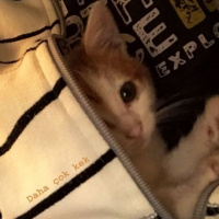 Tekir Kedi, Kedi  Kek fotoğrafı
