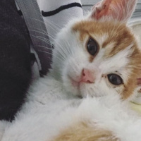 Tekir Kedi, Kedi  Kek fotoğrafı