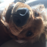 Amerikan Cocker Spaniel, Köpek  zeus fotoğrafı