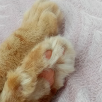 Sarman, Kedi  Balköpüğü fotoğrafı
