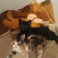 Soke, Kedi  Minnos bebekler fotoğrafı