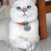 British Shorthair, Kedi  MORÎ fotoğrafı