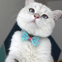 British Shorthair, Kedi  MORÎ fotoğrafı