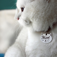 British Shorthair, Kedi  MORÎ fotoğrafı