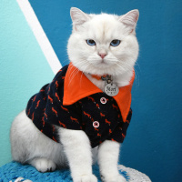 British Shorthair, Kedi  MORÎ fotoğrafı