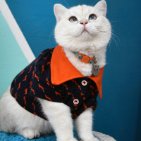 British Shorthair, Kedi  MORÎ fotoğrafı