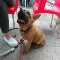 Chow Chow (çin Aslanı), Köpek  Rena fotoğrafı