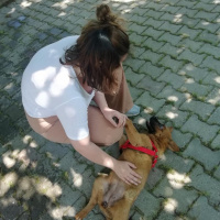 Chow Chow (çin Aslanı), Köpek  Rena fotoğrafı