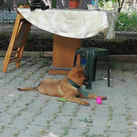 Chow Chow (çin Aslanı), Köpek  Rena fotoğrafı