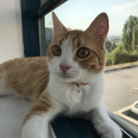 Sarman, Kedi  Zuko fotoğrafı