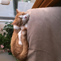 Sarman, Kedi  Zuko fotoğrafı