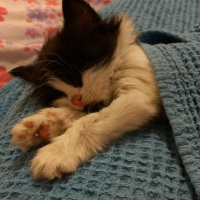 Tekir Kedi, Kedi  Zeytin fotoğrafı