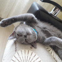 British Shorthair, Kedi  Yoda fotoğrafı