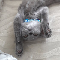 British Shorthair, Kedi  Yoda fotoğrafı