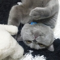 British Shorthair, Kedi  Yoda fotoğrafı