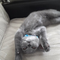 British Shorthair, Kedi  Yoda fotoğrafı