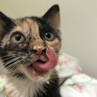 Tekir Kedi, Kedi  Gölge fotoğrafı
