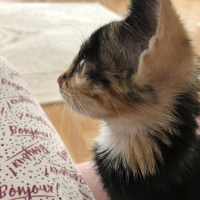 Tekir Kedi, Kedi  Gölge fotoğrafı