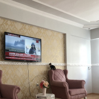 Tekir Kedi, Kedi  Gölge fotoğrafı