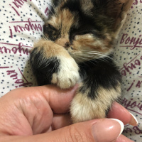 Tekir Kedi, Kedi  Gölge fotoğrafı