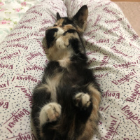 Tekir Kedi, Kedi  Gölge fotoğrafı