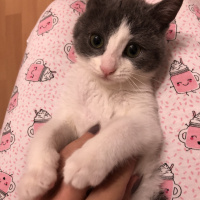 Tekir Kedi, Kedi  Gölge fotoğrafı