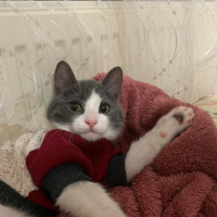 Tekir Kedi, Kedi  Gölge fotoğrafı