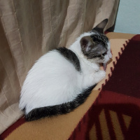 Ankara Kedisi, Kedi  Balım fotoğrafı