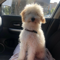 Poodle(Standart Kaniş), Köpek  T-bone fotoğrafı