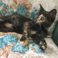 Tekir Kedi, Kedi  Azat ve Reyyan  fotoğrafı