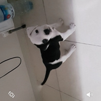 Amerikan Staffordshire Terrier, Köpek  Çiko fotoğrafı
