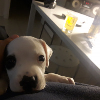 Amerikan Staffordshire Terrier, Köpek  Çiko fotoğrafı