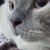 British Shorthair, Kedi  Paşa fotoğrafı