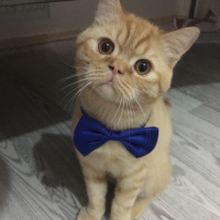 Exotic Shorthair, Kedi  shakespeare fotoğrafı