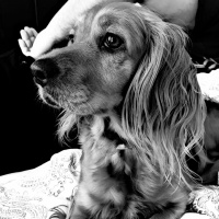 Amerikan Cocker Spaniel, Köpek  Volga fotoğrafı