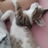 Tekir Kedi, Kedi  Rio fotoğrafı