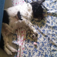 Sokö (Sokak Köpeği), Köpek  Alex fotoğrafı