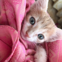 Tekir Kedi, Kedi  Balım fotoğrafı