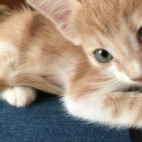 Tekir Kedi, Kedi  Balım fotoğrafı