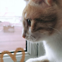 Tekir Kedi, Kedi  Balım fotoğrafı