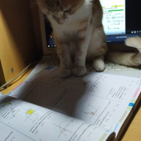 Tekir Kedi, Kedi  Balım fotoğrafı