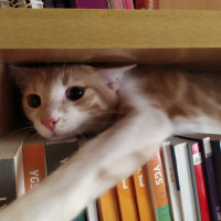 Tekir Kedi, Kedi  Balım fotoğrafı