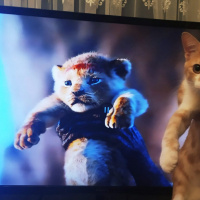 Tekir Kedi, Kedi  Balım fotoğrafı