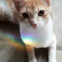 Tekir Kedi, Kedi  Balım fotoğrafı