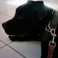Amerikan Pitbull Terrier, Köpek  Leydi fotoğrafı