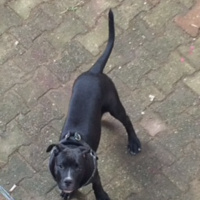 Amerikan Pitbull Terrier, Köpek  Leydi fotoğrafı